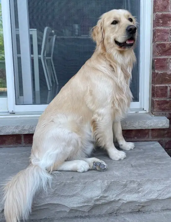 Buddy