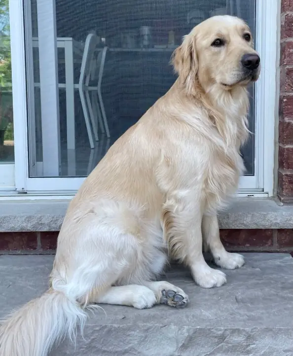 Buddy
