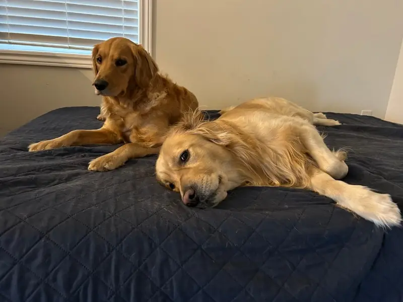 Buddy and Bella together