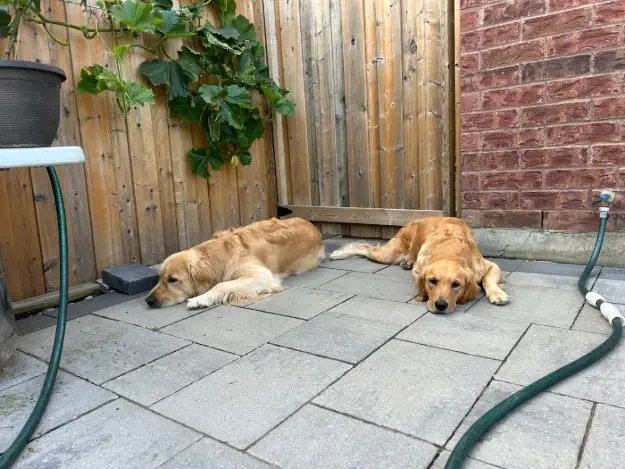 Buddy and Bella together