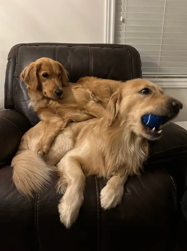 Buddy and Bella together
